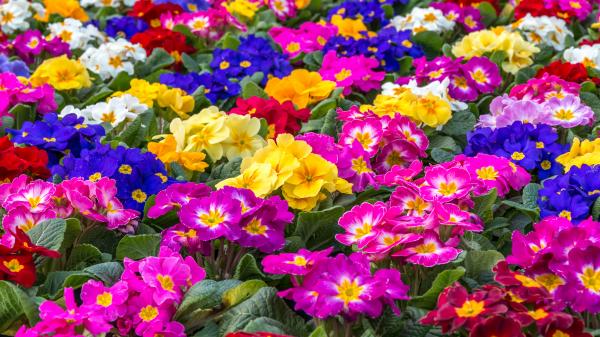 A group of brightly colored Primroses, February's birth flower. Central focus on a group of brightly colored Primroses.