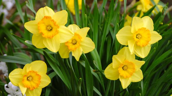 Yellow daffodils representing March's birth flower. Close-up image of yellow daffodils.