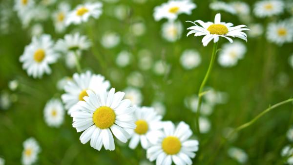 Closeup of mountain daisies, April's birth flower. Closeup of mountain daisies, April's birth flower.