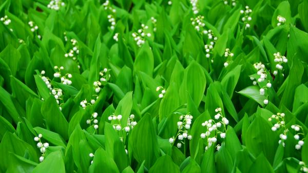 A patch of Lily-of-the-valley, May's birth flower. A patch of Lily-of-the-valley, May's birth flower.