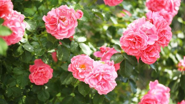 Pink roses on green bush, June's birth flower. Pink roses on green bush, June's birth flower.